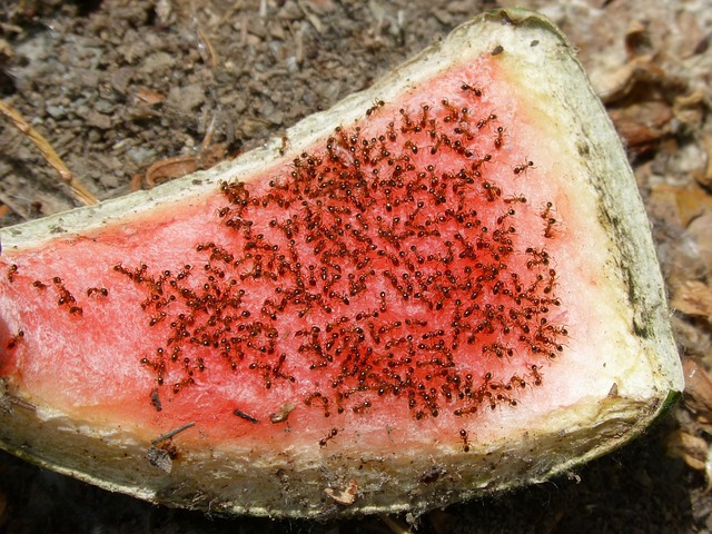 mravenci